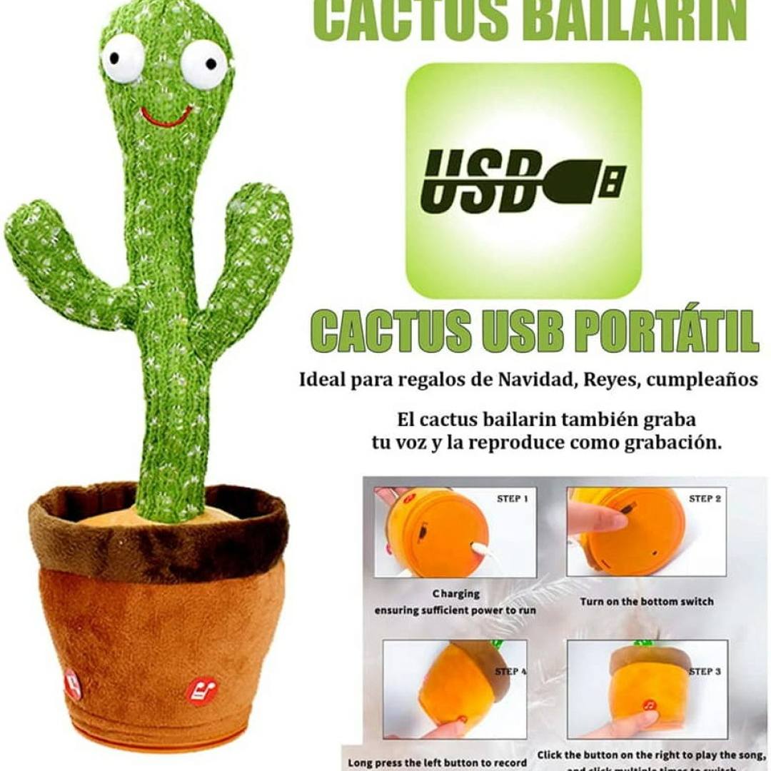 Cactus Bailarín Brillante